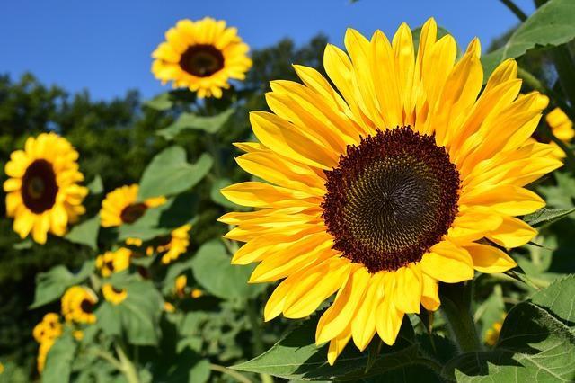 tournesol