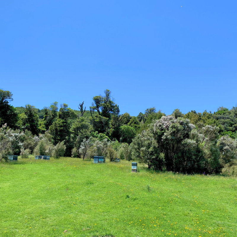 manuka nouvelle zélande 