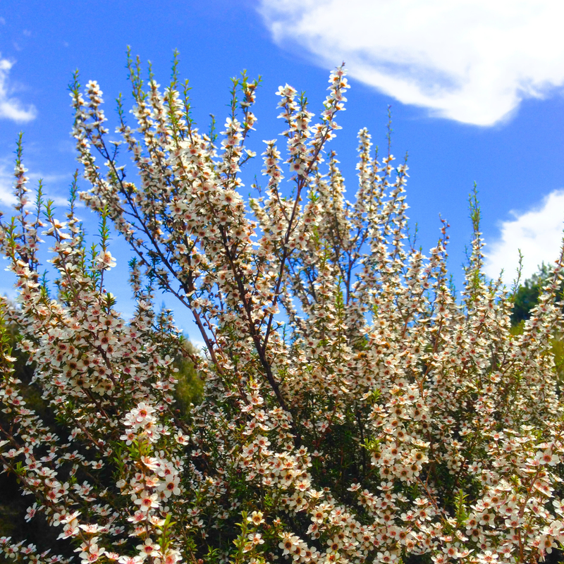 manuka nouvelle zélande 