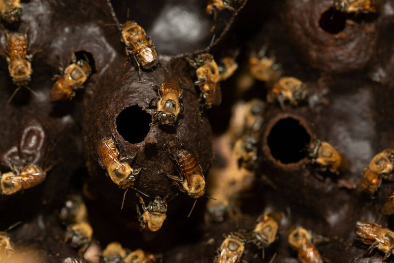 abeille cuba 