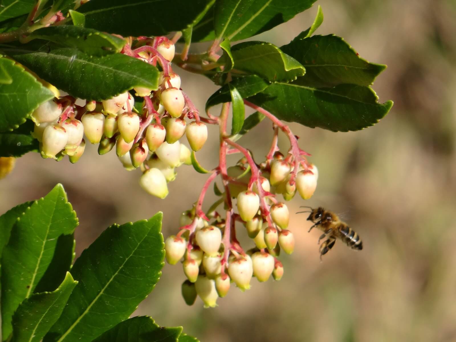 fleur arbousier et abeille