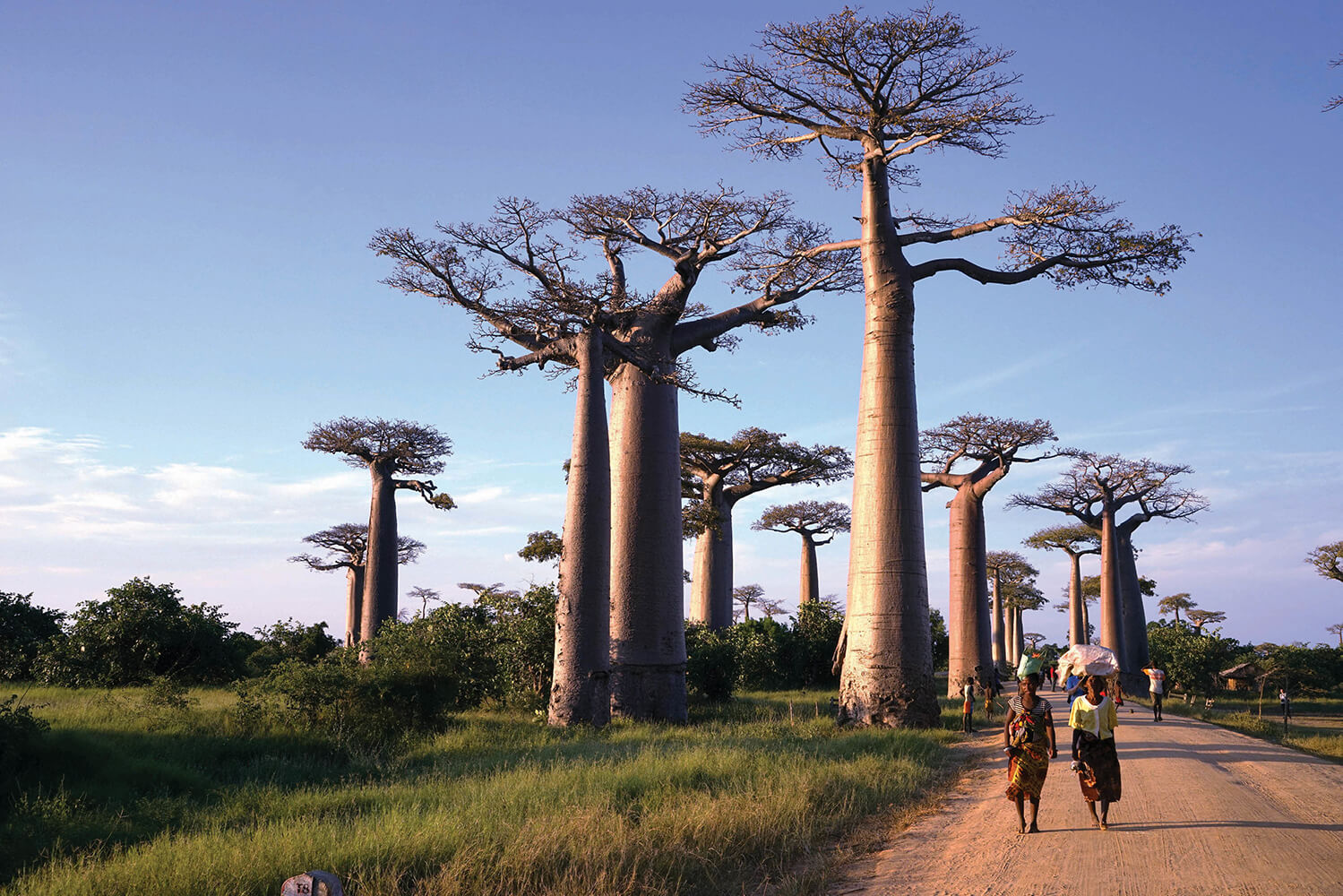 Baobab à Madagascar