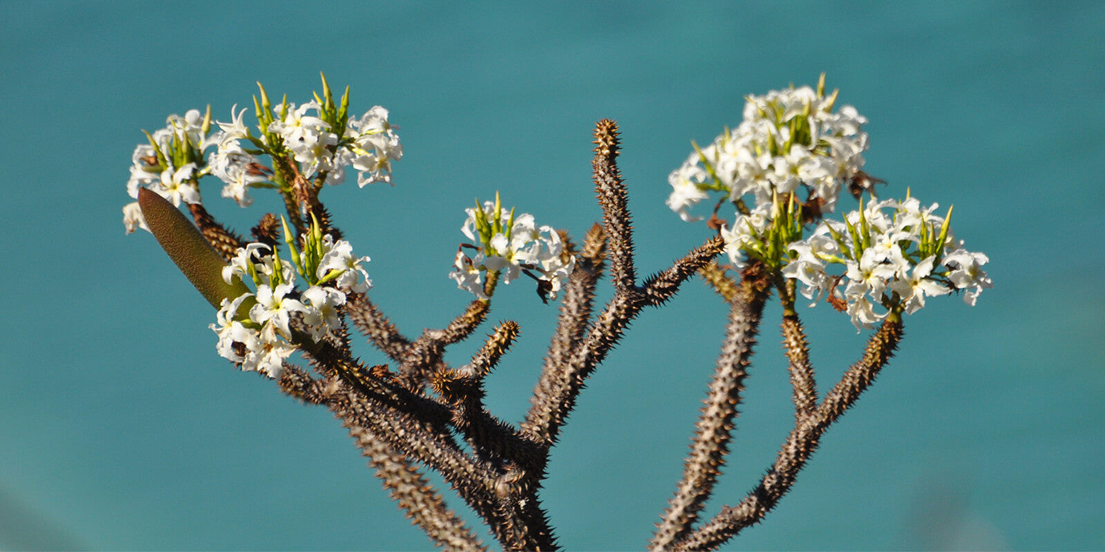fleurs madagascar