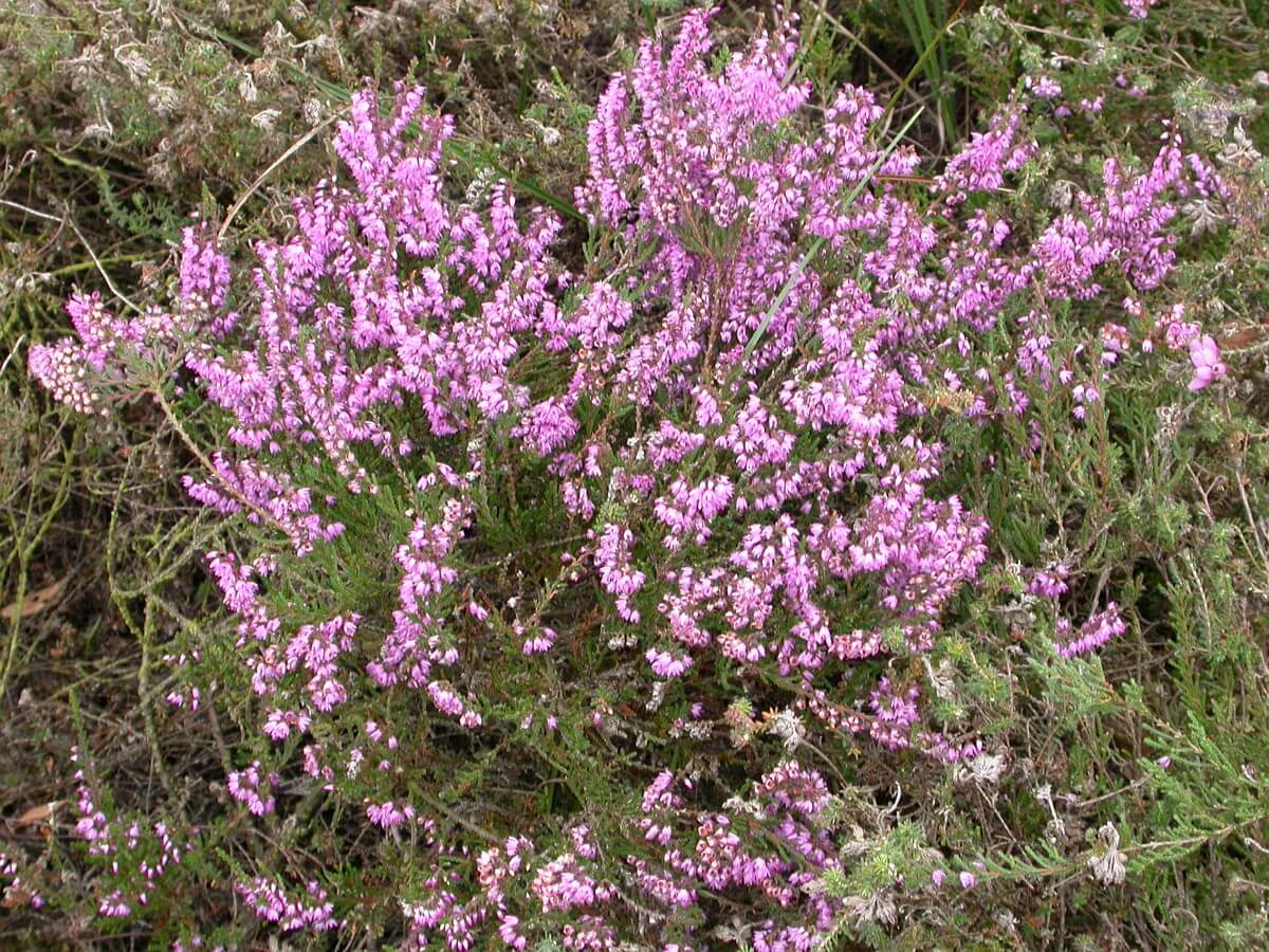 Fleur de Callune 