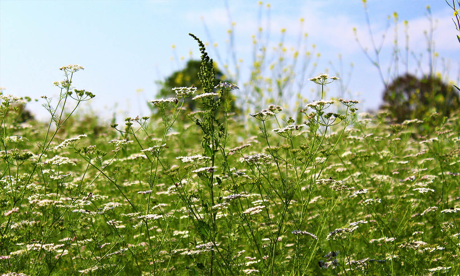 fleur de coriandre