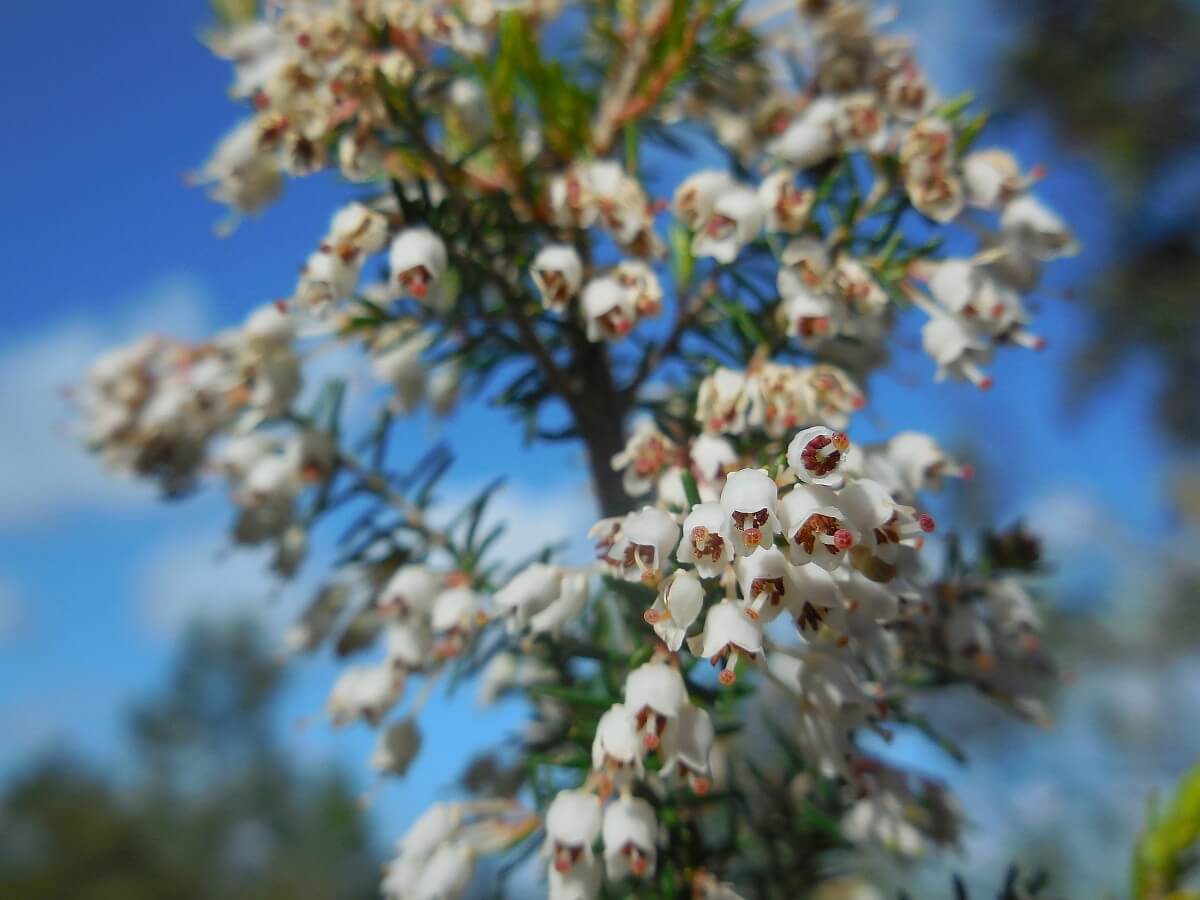 arbre
