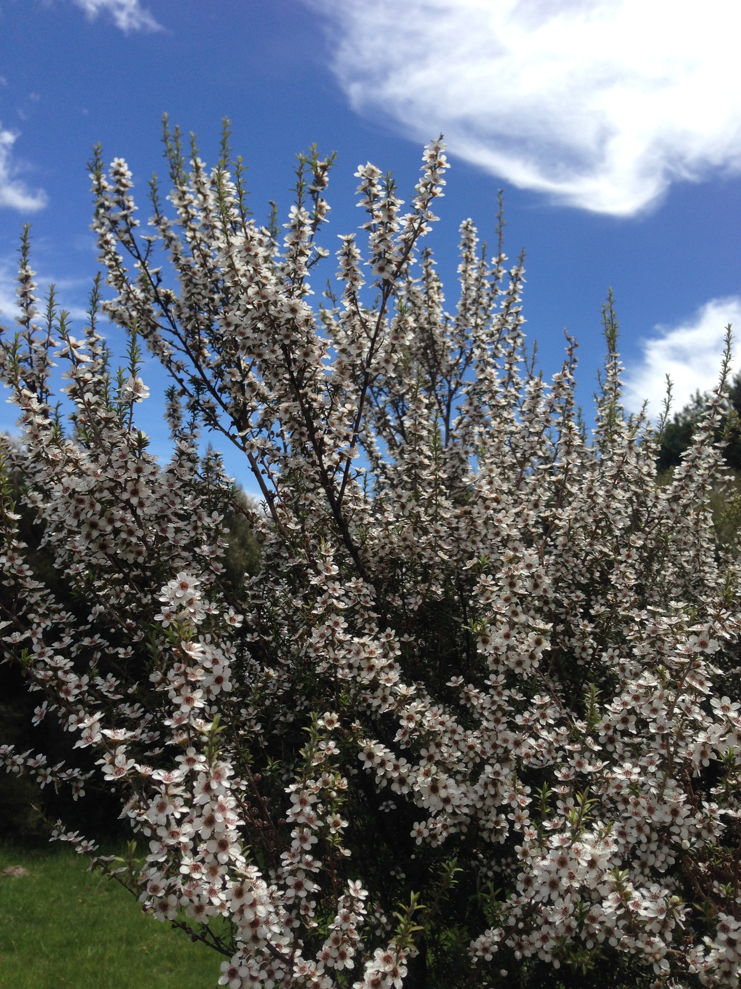nouvelle zélande production de manuka 