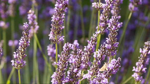 lavande