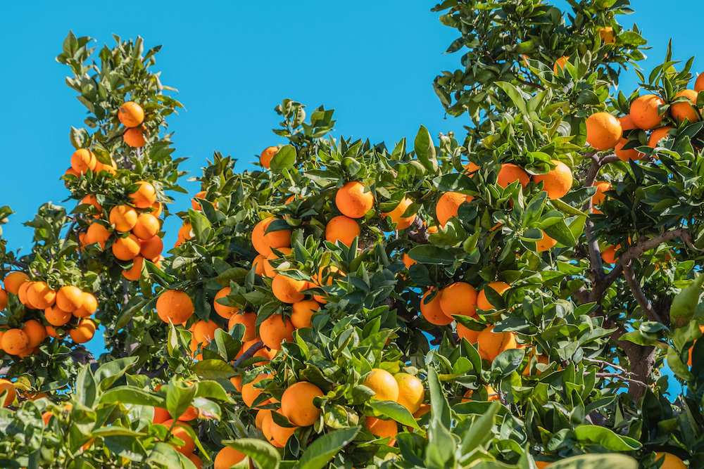 oranger provence