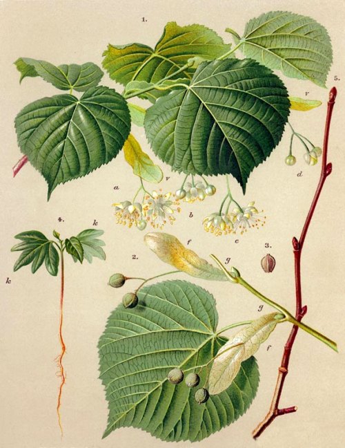 herbier tilleul