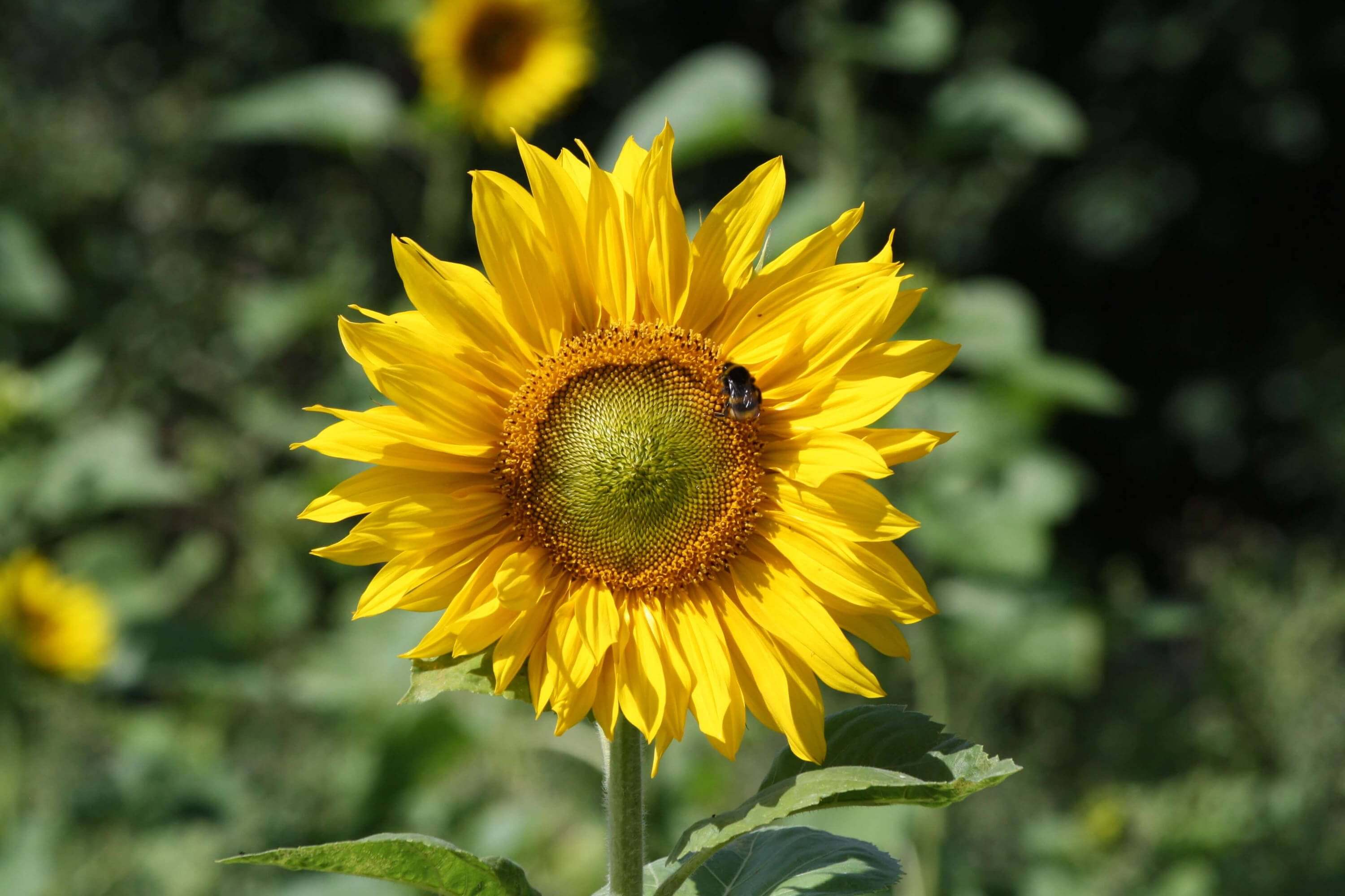 fleurs de tournesol