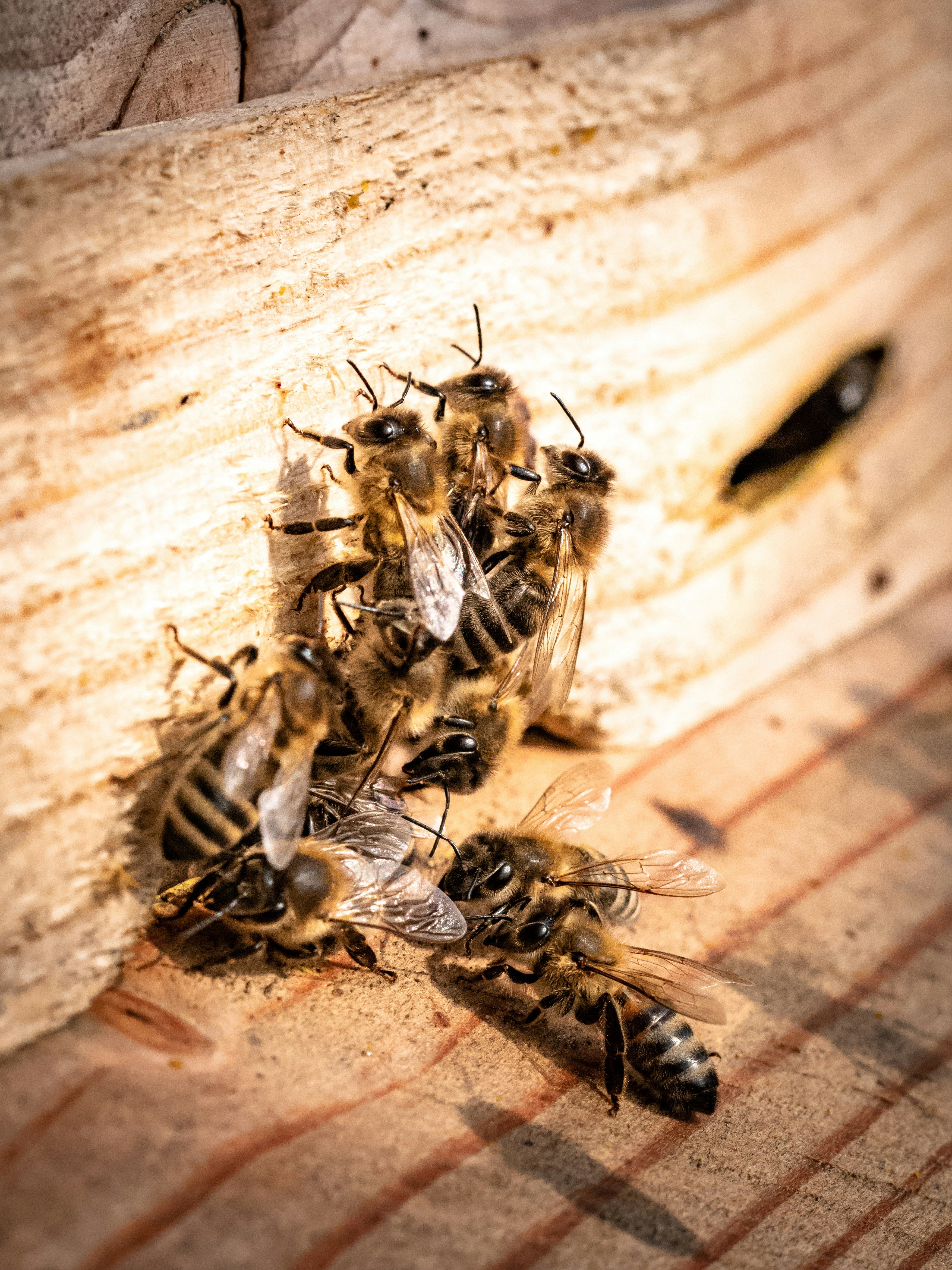 abeilles sur du bois
