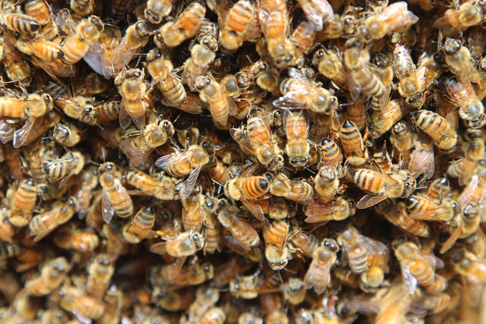 colonie d'abeilles