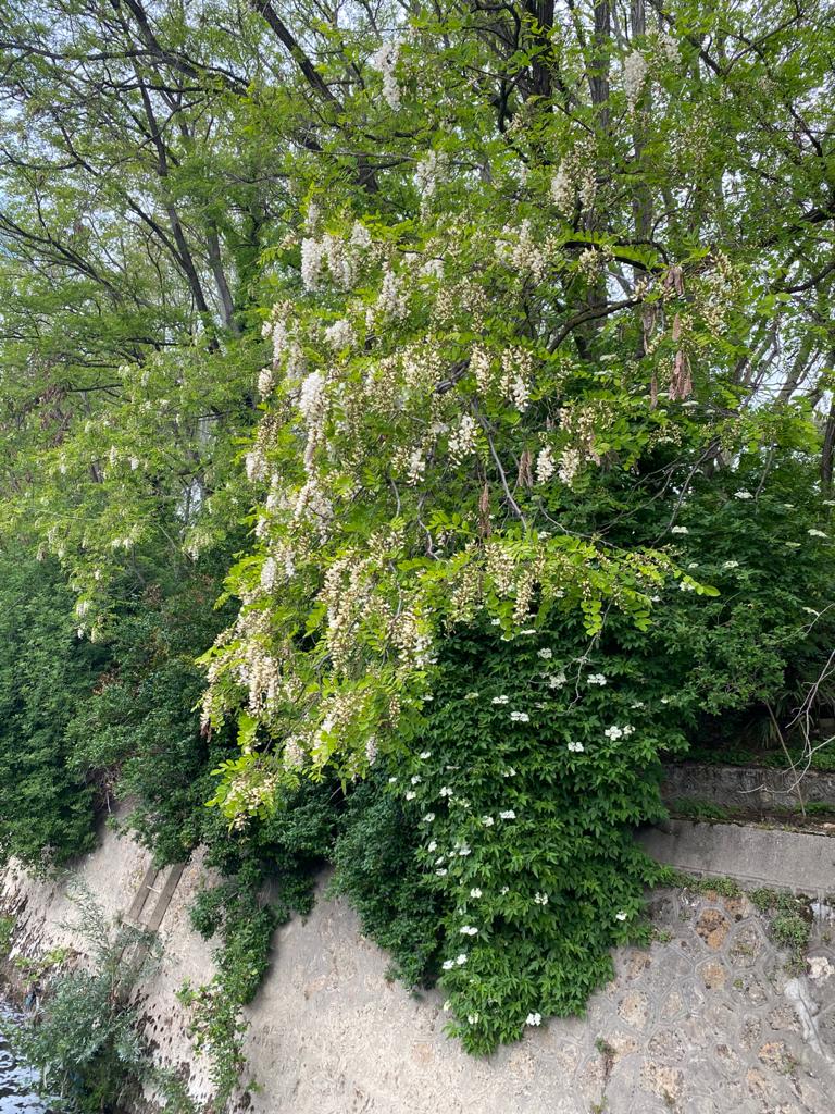 acacia fleurs