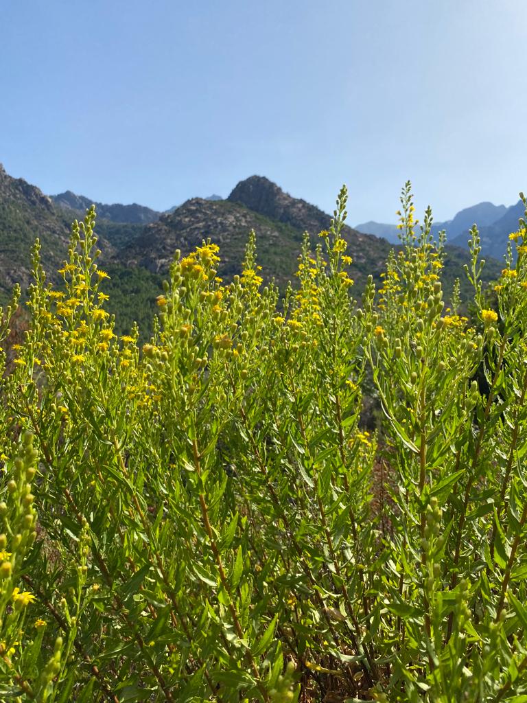 flore corse