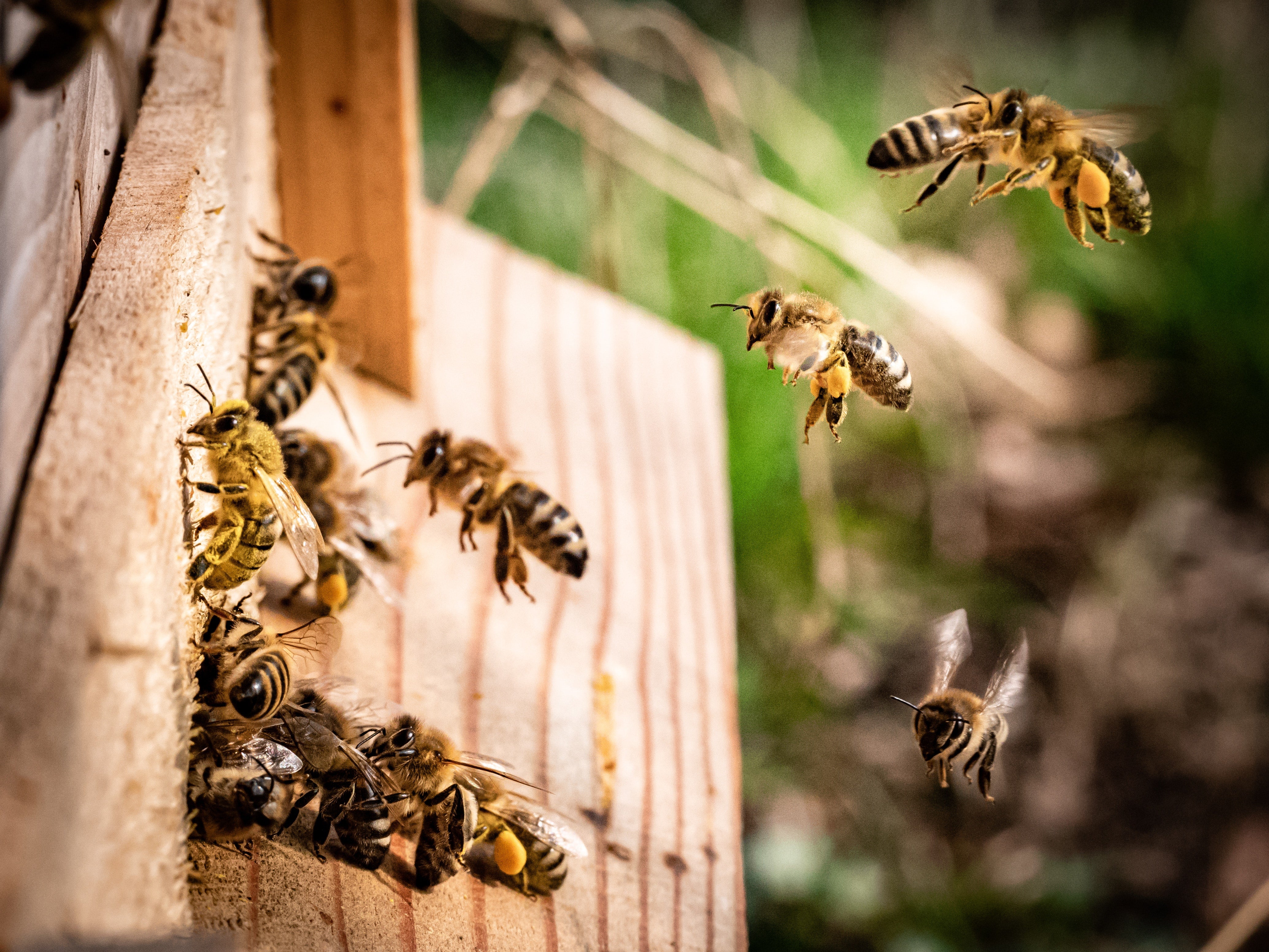 abeilles sur une ruche