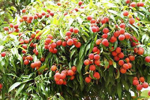 litchi madagascar 