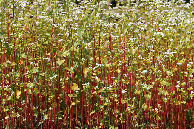 fleurs de sarrasin