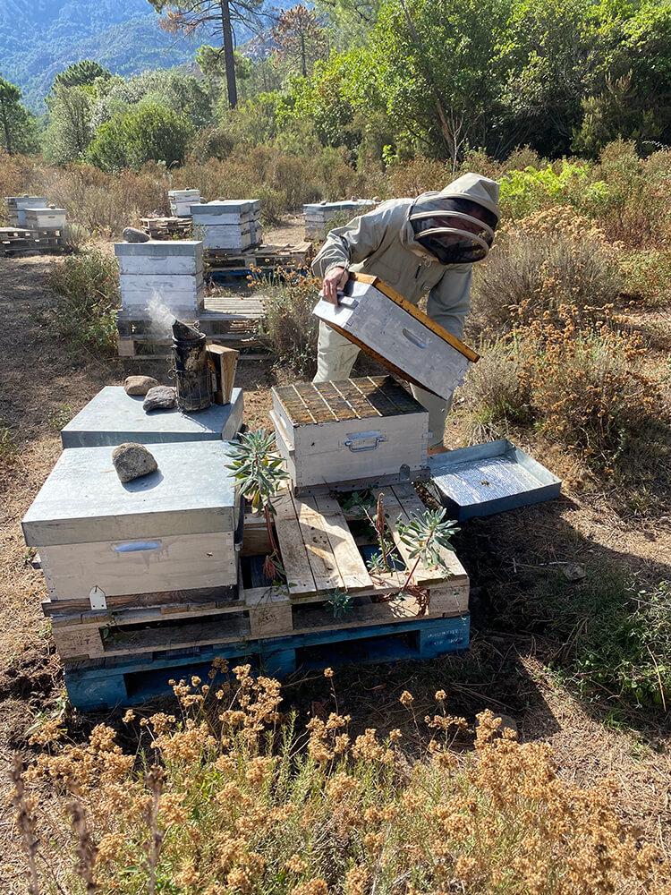 apiculteur Corse