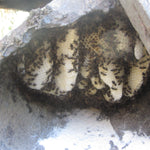 Ruche Madagascar