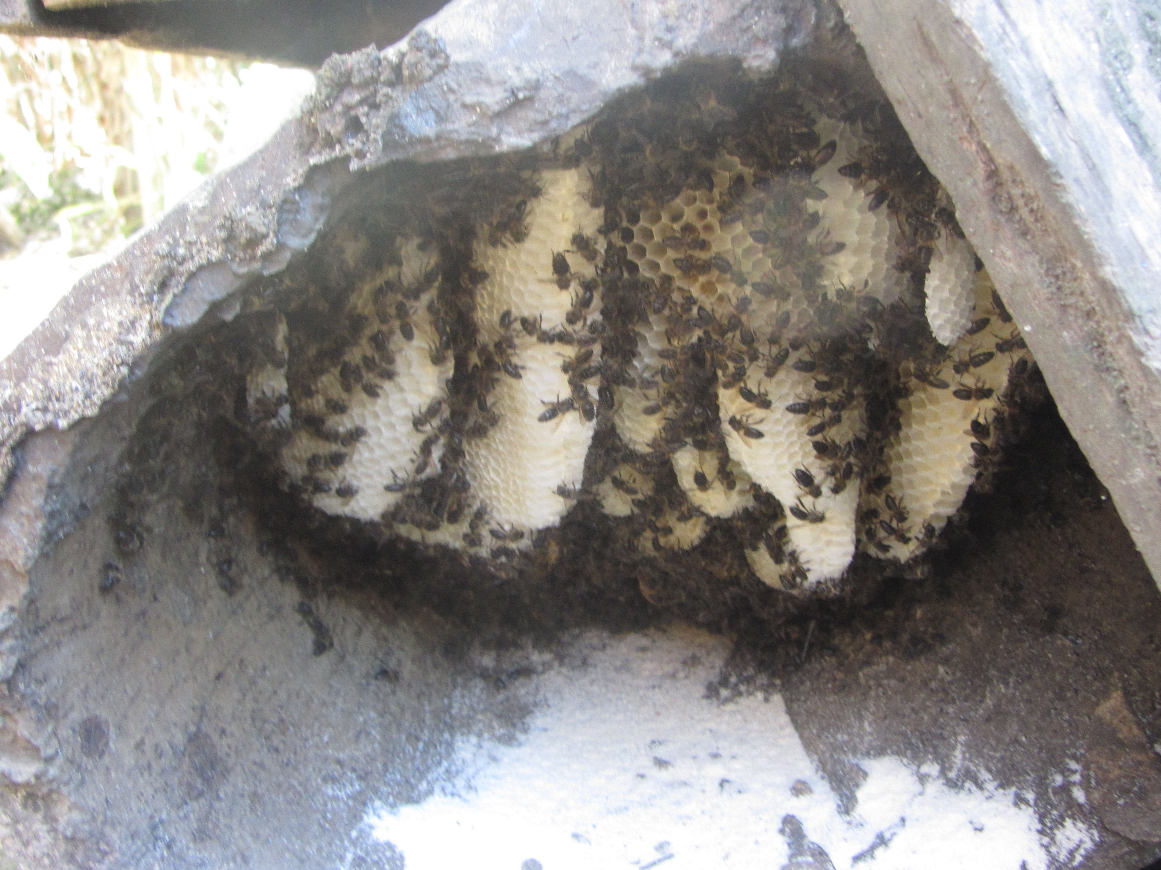 Ruche Madagascar