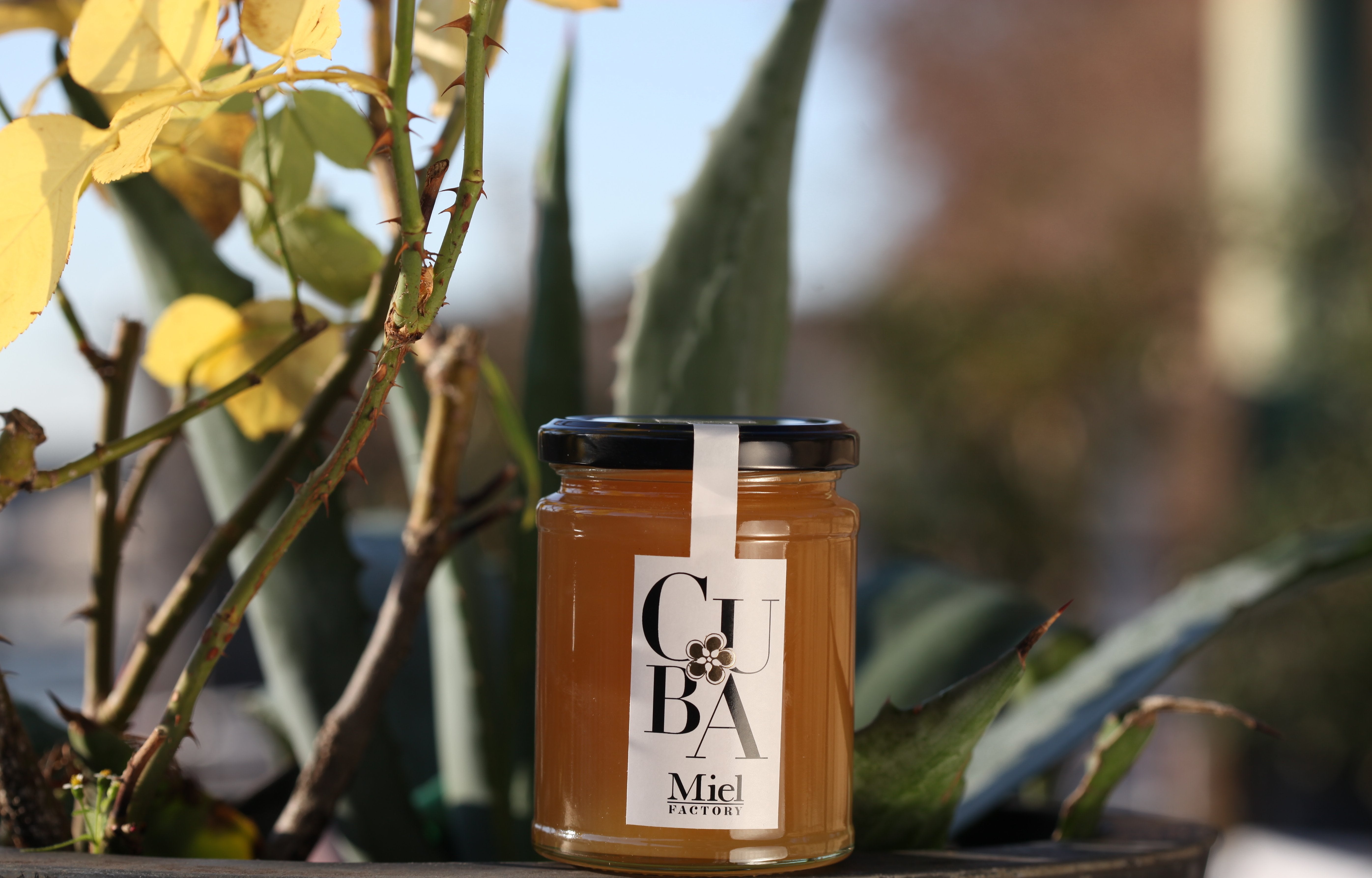 Miel de Cuba - sans pesticides