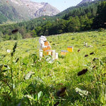 Apiculteur dans le rucher du miel de Callune récolté dans le Parc naturel des Pyrénées Ariégeoises