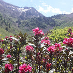 Rhododendron dans les Pyrénées Ariégeoises 
