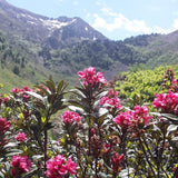 Rhododendron dans les Pyrénées Ariégeoises 