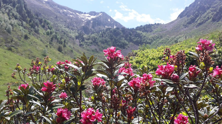 Rhododendron dans les Pyrénées Ariégeoises 