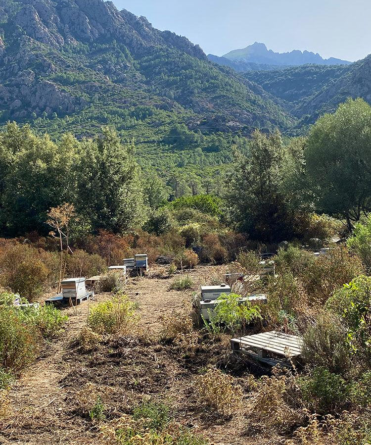 Miel d'Arbousier AOP - Corse