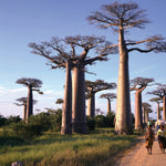 paysage région de la récolte du miel de Madagascar