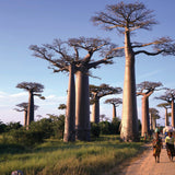 paysage région de la récolte du miel de Madagascar