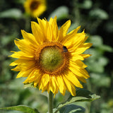 Abeille qui butine une fleur de Tournesol