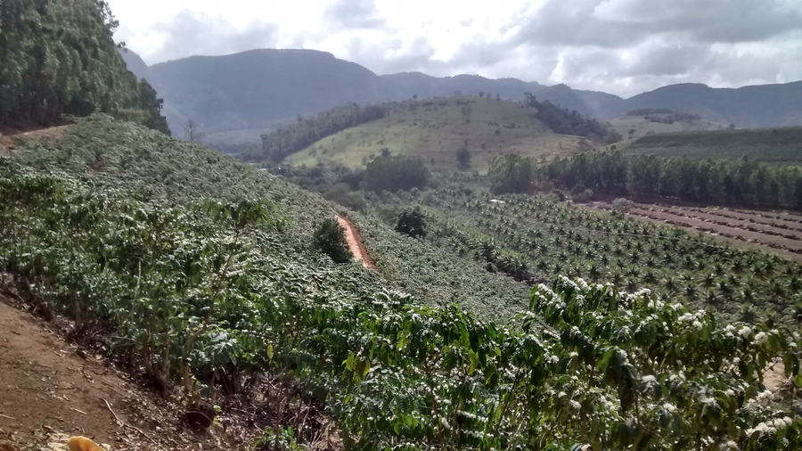 Coffee Tree Honey