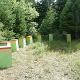 ruches 